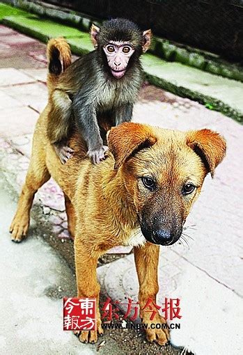 猴與狗 在叫什麼